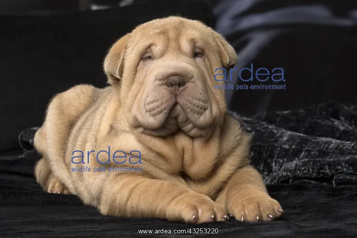  : Shar Pei puppy indoors