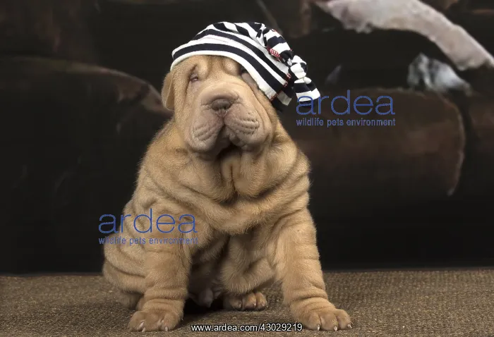  : Shar Pei puppy indoors wearing hat