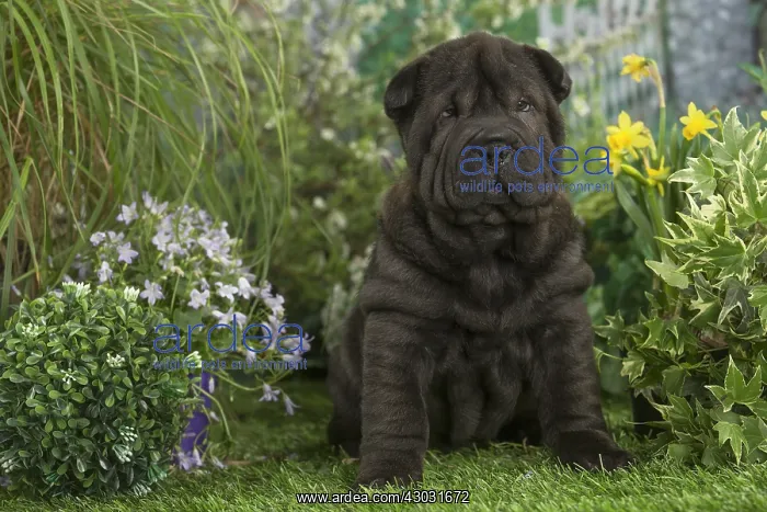  : Shar Pei puppy outdoors in the garden