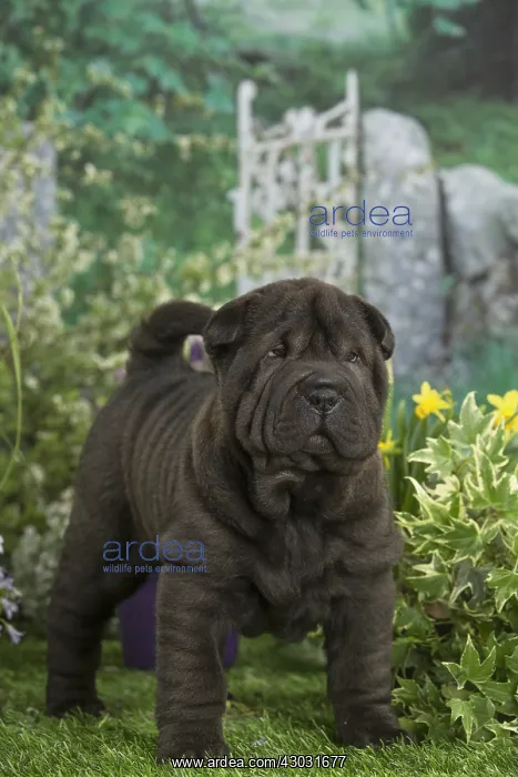 : Shar Pei puppy outdoors in the garden