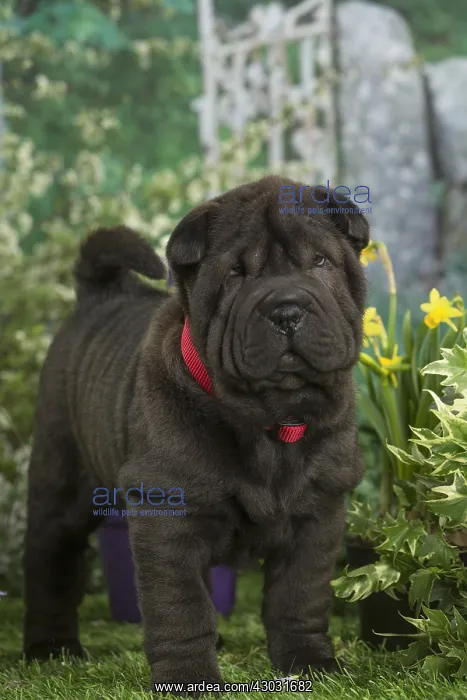  : Shar Pei puppy outdoors in the garden