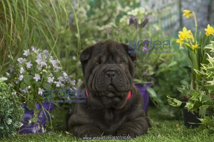  : Shar Pei puppy outdoors in the garden
