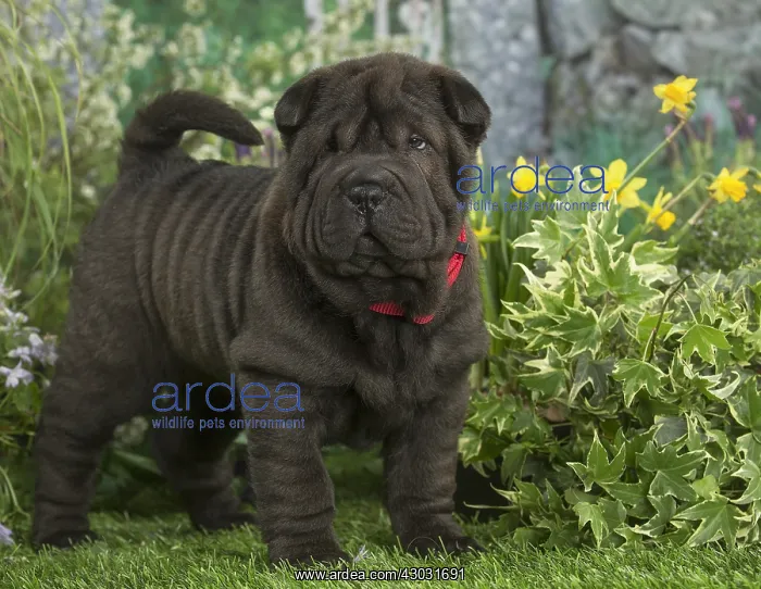  : Shar Pei puppy outdoors in the garden