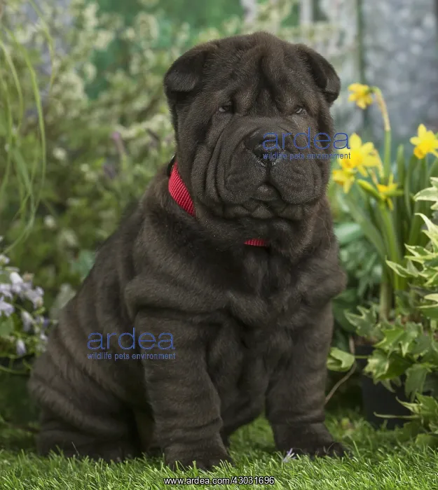  : Shar Pei puppy outdoors in the garden