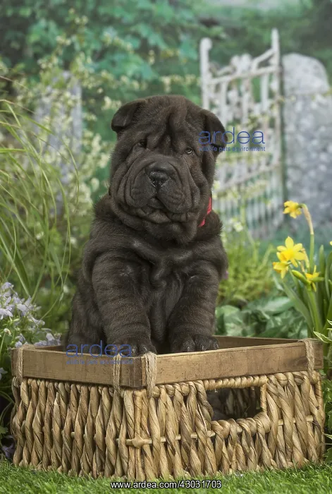  : Shar Pei puppy outdoors in the garden