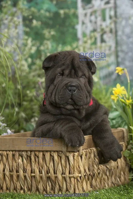  : Shar Pei puppy outdoors in the garden