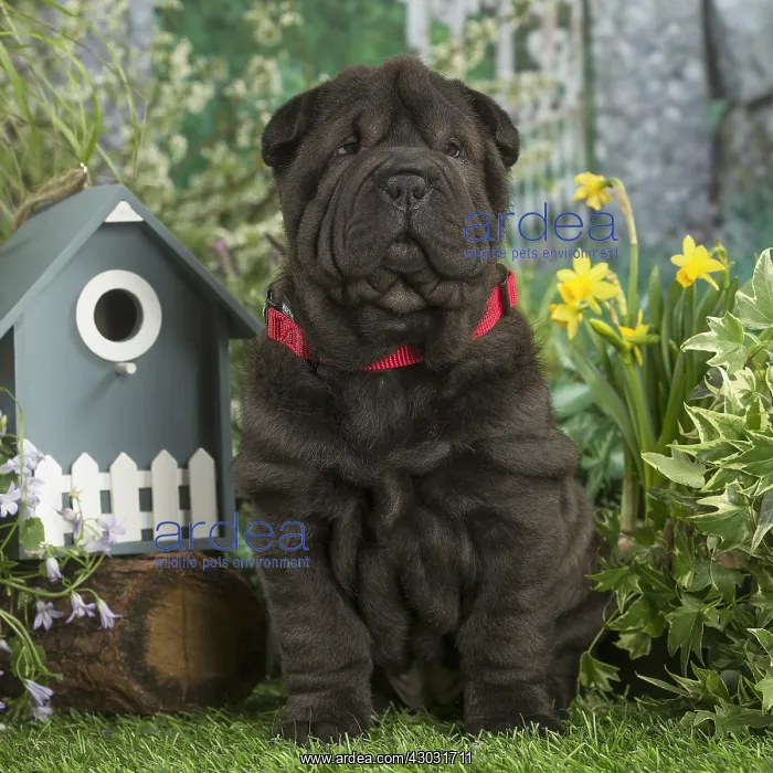  : Shar Pei puppy outdoors in the garden