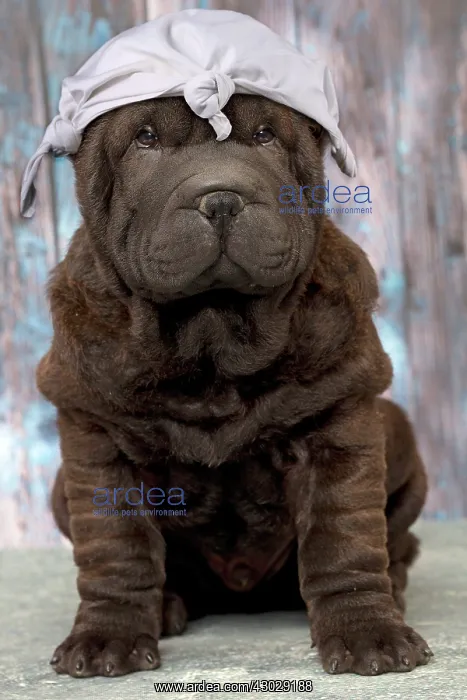 : Shar Pe^se Shar Peo? : Shar Pe^se Shar Peo?