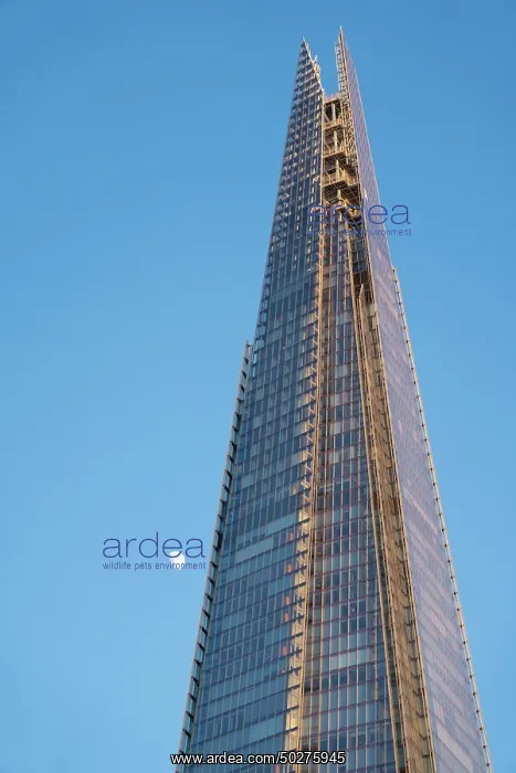 : The Shard. Skyscraper The Shard, London - England - Great Britain : The Shard. Skyscraper The Shard, London - England - Great Britain