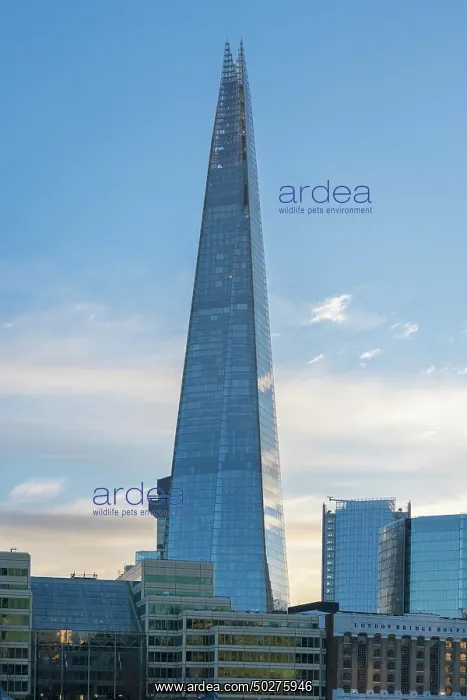 : The Shard. Skyscraper The Shard, London - England - Great Britain : The Shard. Skyscraper The Shard, London - England - Great Britain
