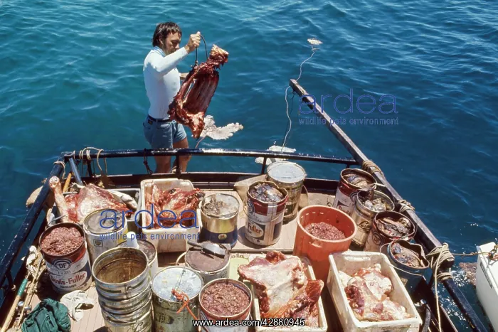  : Shark Bait - known as chuming