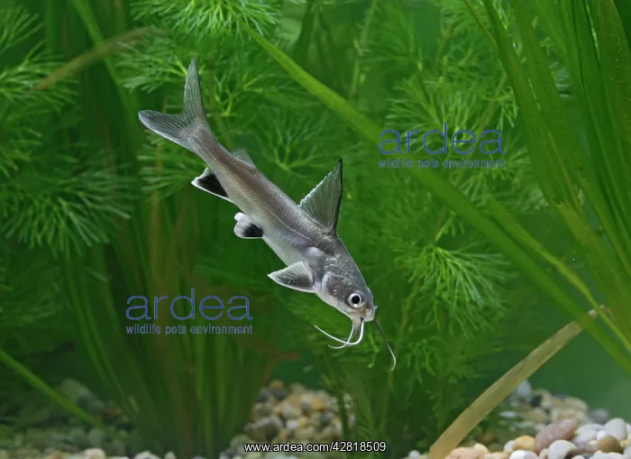 : Shark catfish - side view by weeds : Shark catfish - side view by weeds