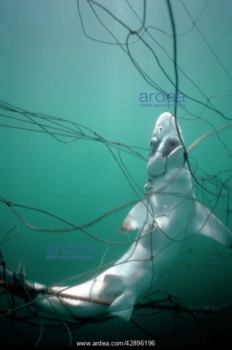  : Shark caught up in net