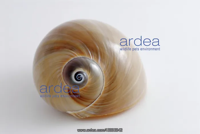 : Shark Eye. The shell of an Atlantic Moon Snail, : Shark Eye. The shell of an Atlantic Moon Snail,
