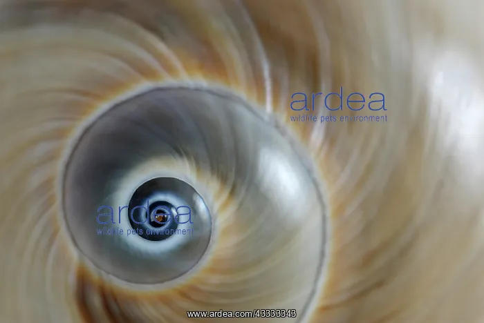 : Shark Eye. The shell of an Atlantic Moon Snail, : Shark Eye. The shell of an Atlantic Moon Snail,