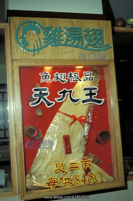  : Shark Fin - Hong Kong Market