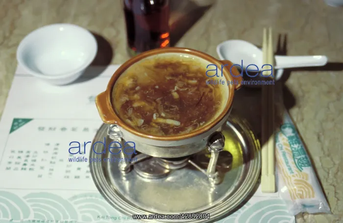 : Shark Fin Soup - Hong Kong Restaurant : Shark Fin Soup - Hong Kong Restaurant