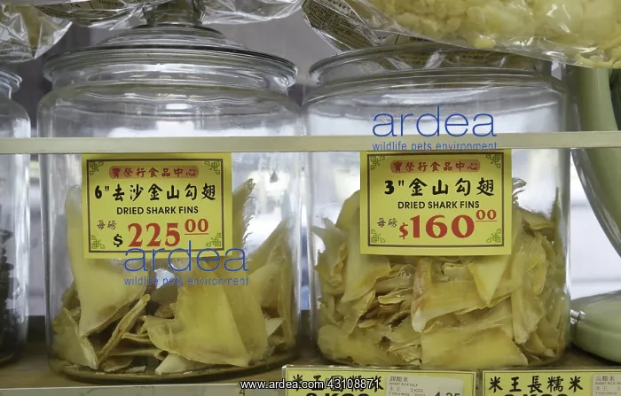 : Shark Fin Trade : Shark Fin Trade