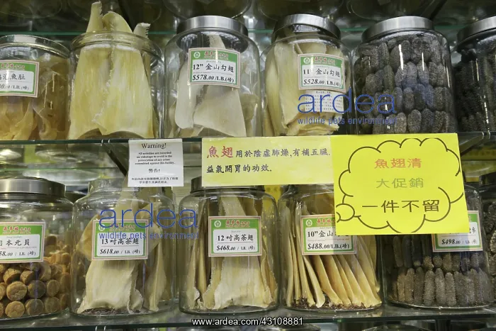 : Shark Fin Trade : Shark Fin Trade