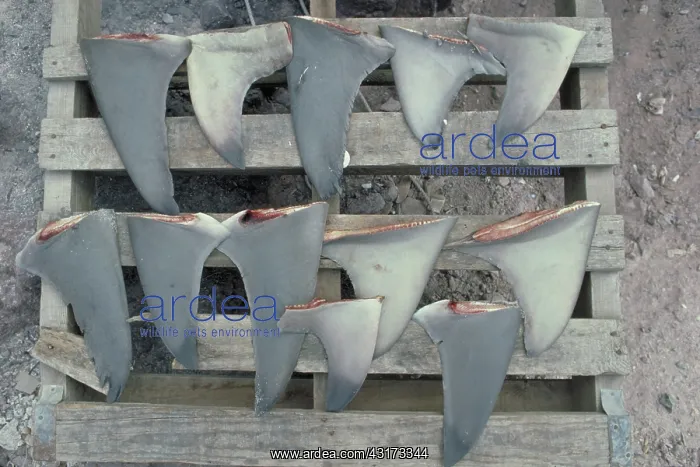 : Shark fins : Shark fins