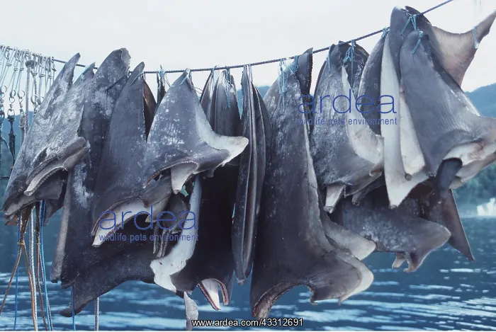 : SHARK FINS DRYING ON LINE : SHARK FINS DRYING ON LINE