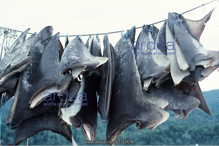 : SHARK FINS DRYING ON LINE : SHARK FINS DRYING ON LINE