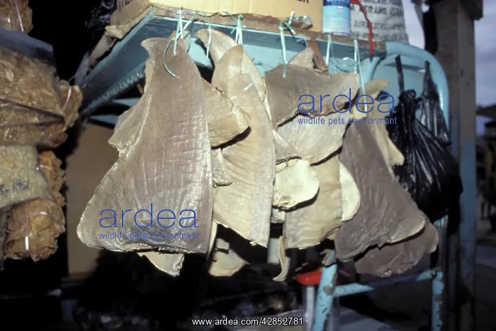 : Shark Fins - Hong Kong Market : Shark Fins - Hong Kong Market
