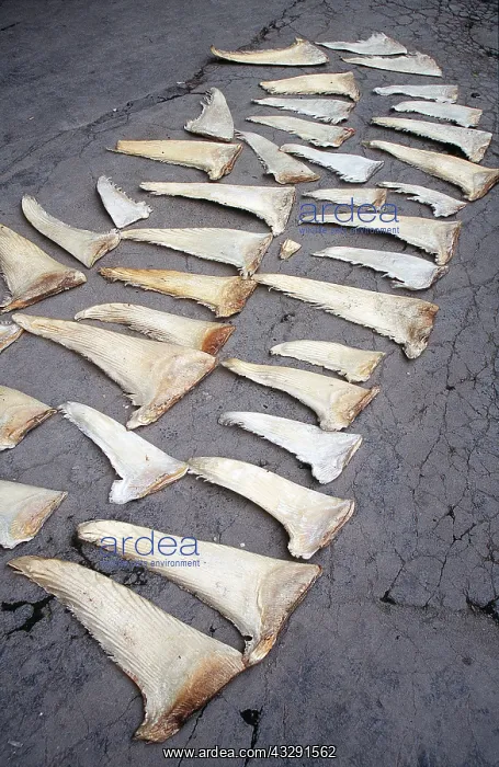 : SHARK FINS - FOR SALE, Animal exploitation : SHARK FINS - FOR SALE, Animal exploitation