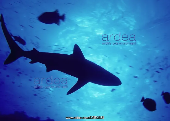  : Shark and fish underwater - Underside view