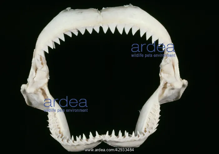 : Shark Jaws - skeleton : Shark Jaws - skeleton