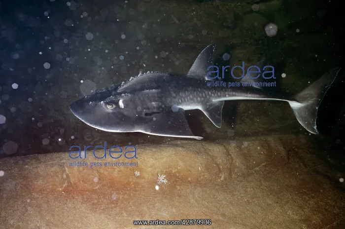 : Shark RAY / Bow Mouth Guitarfish - very rare : Shark RAY / Bow Mouth Guitarfish - very rare