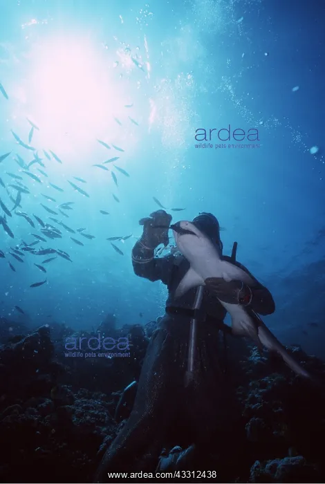 : SHARK show with scuba divers for overseas tourists : SHARK show with scuba divers for overseas tourists