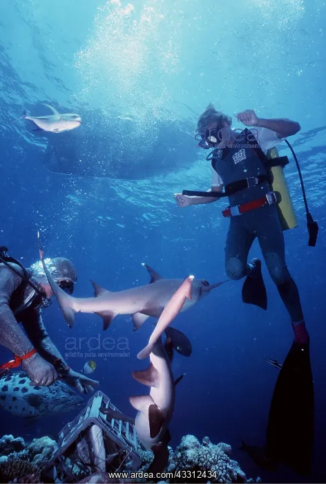 : SHARK SHOW with Scuba divers - for tourists : SHARK SHOW with Scuba divers - for tourists