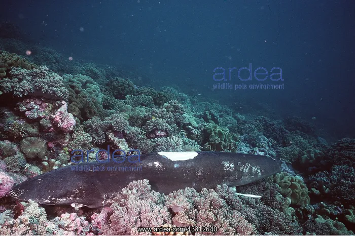 : Shark on seabed - de-finned by Japanese fishermen : Shark on seabed - de-finned by Japanese fishermen