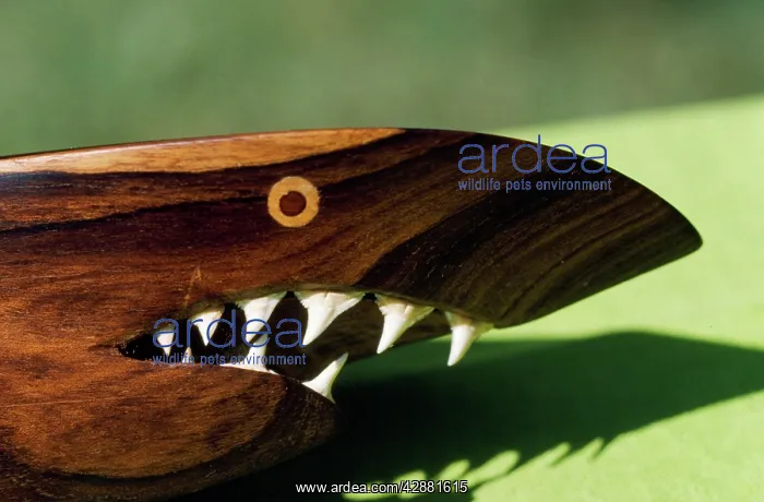 : Shark Teeth - used in carving : Shark Teeth - used in carving