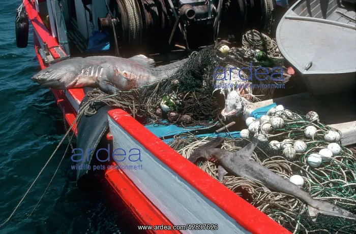 : Sharks caught in beach mesh net off sydney Australia : Sharks caught in beach mesh net off sydney Australia