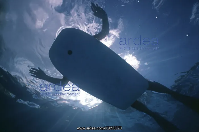 : Sharks Eye view of a person on a body board : Sharks Eye view of a person on a body board