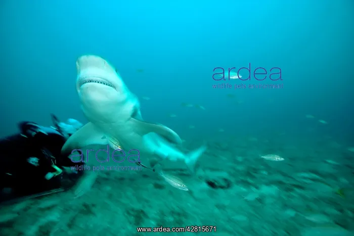 : Shark's feeding - Zambesi Shark - Santa Lucia Camaguey Cuba : Shark's feeding - Zambesi Shark - Santa Lucia Camaguey Cuba