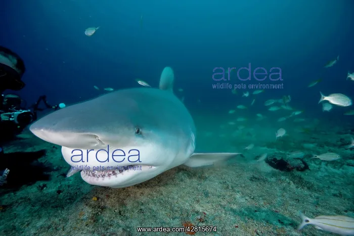 : Shark's feeding - Zambesi Shark - Santa Lucia Camaguey Cuba : Shark's feeding - Zambesi Shark - Santa Lucia Camaguey Cuba