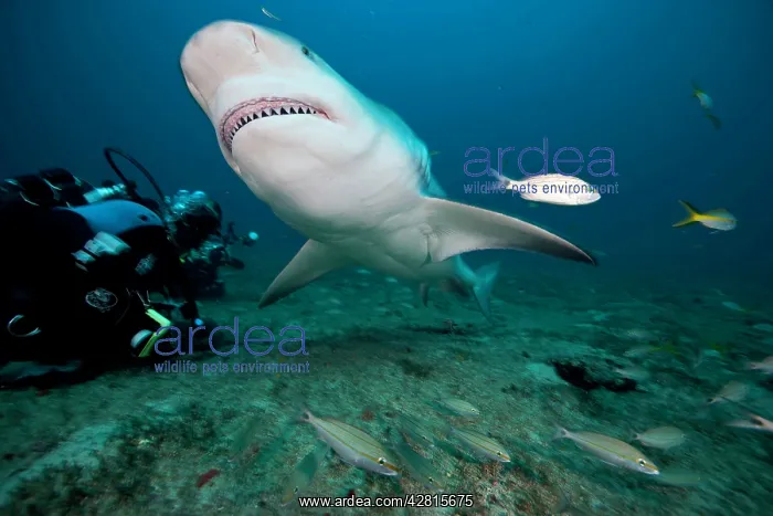 : Shark's feeding - Zambesi Shark - Santa Lucia Camaguey Cuba : Shark's feeding - Zambesi Shark - Santa Lucia Camaguey Cuba