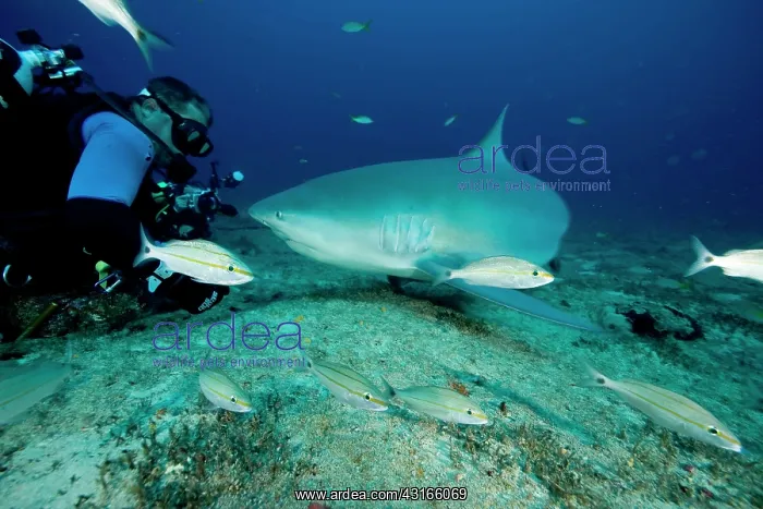 : Shark's feeding - Zambesi Shark - Santa Lucia Camaguey Cuba : Shark's feeding - Zambesi Shark - Santa Lucia Camaguey Cuba