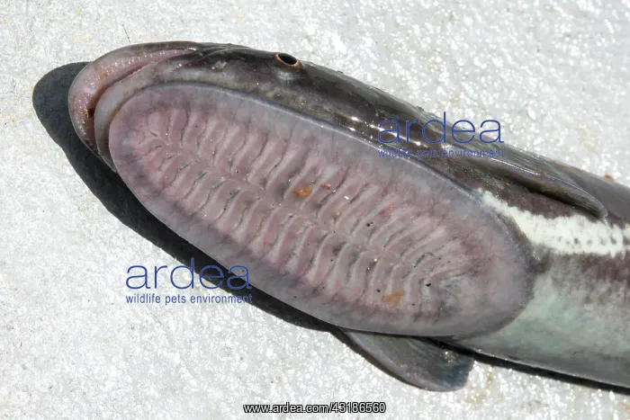 : Sharksuckers (Echeneis naucrates), Tenerife, Canary : Sharksuckers (Echeneis naucrates), Tenerife, Canary