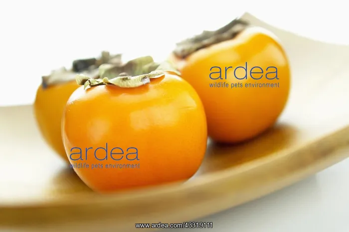 : Sharon fruit, Persimmon, Studio shot of several : Sharon fruit, Persimmon, Studio shot of several