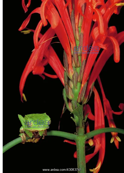  : Sharp-backed Monkey Tree Frog