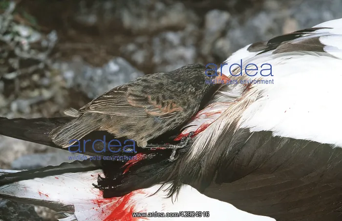 : Sharp-beaked Ground Finch - that has developed : Sharp-beaked Ground Finch - that has developed