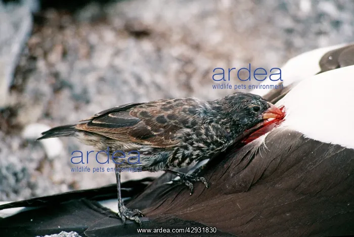 : Sharp-beaked Ground Finch - feeding off a live Masked Booby : Sharp-beaked Ground Finch - feeding off a live Masked Booby