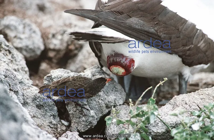 : Sharp-beaked Ground Finch - taking secretion that : Sharp-beaked Ground Finch - taking secretion that