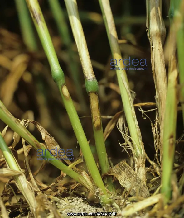 : Sharp Eyespot lesions on wheat stem base : Sharp Eyespot lesions on wheat stem base