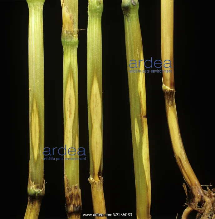 : Sharp eyespot on wheat : Sharp eyespot on wheat