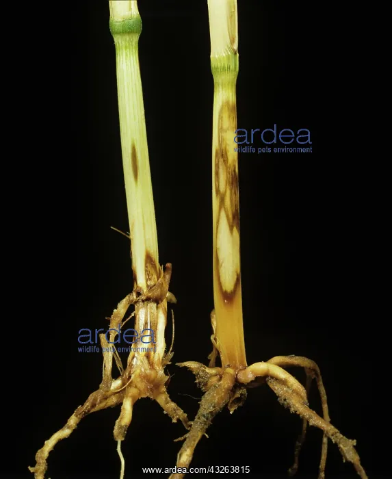 : Sharp eyespot on Wheat : Sharp eyespot on Wheat